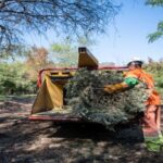 ARRANCA MTY CON ACOPIO DE PINOS NAVIDEÑOS