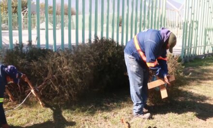 INSTALARÁ ESBOBEDO CENTROS DE ACOPIO PARA PINOS NAVIDEÑOS
